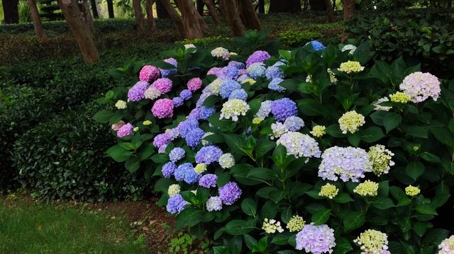 青島中山公園花溪谷