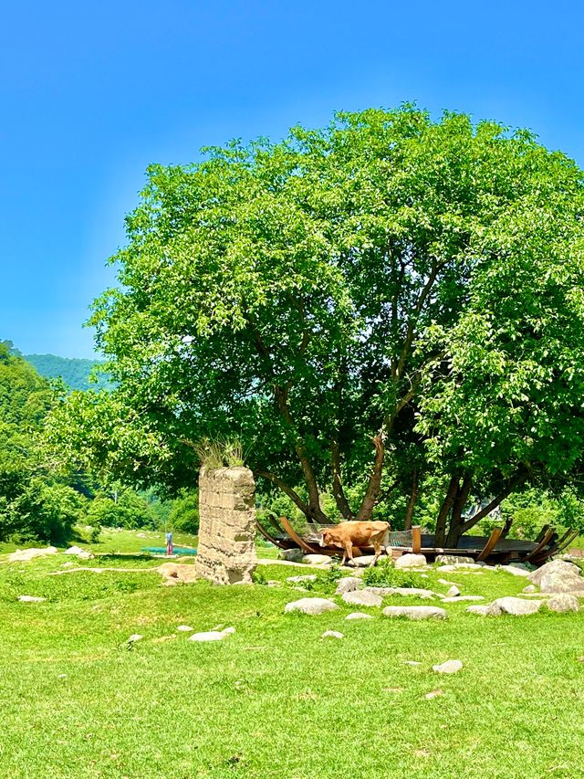 唔去新疆！陝西私藏咗個阿勒泰20℃夏天太正啦！