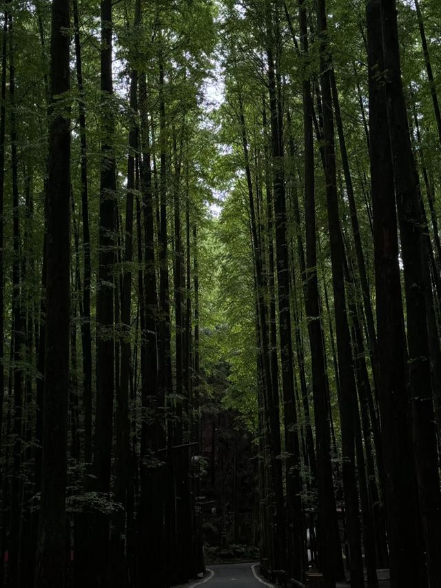 重庆周邊1.5小時直達治癒森林輕徒步