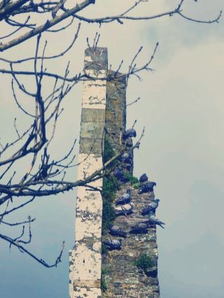 Essential Stop on an Ireland Trip: Experience the Medieval Charm at Timoleague Friary