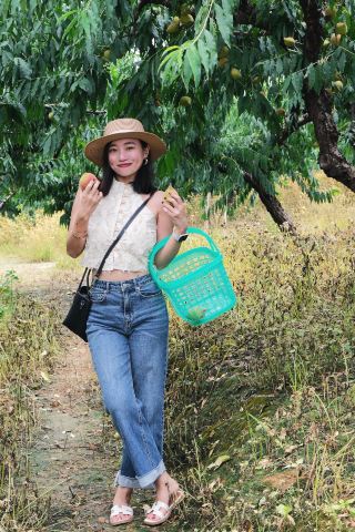 One Guide is All You Need for Picking Yingzui Peaches in Qingyuan Yingde