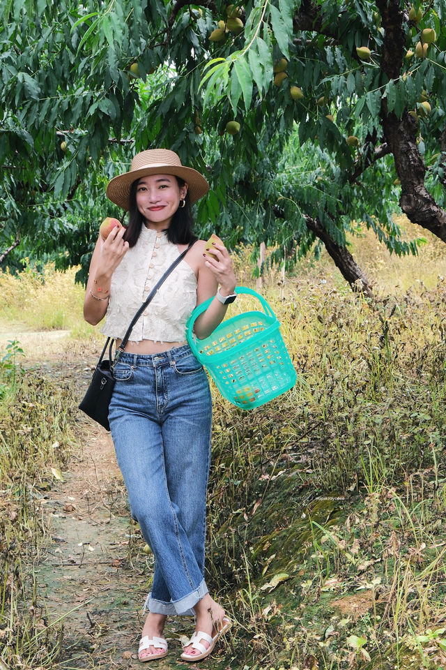 清遠英德摘鷹嘴桃，睇一篇攻略就夠啦