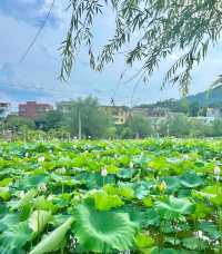 莆田賞荷|誤入莫奈花園，闖進夏日限定🪷