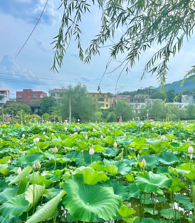 莆田賞荷|誤入莫奈花園，闖進夏日限定🪷