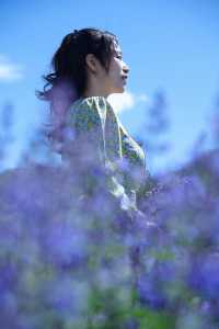 新都橋嘅薰衣草開花啦，夏日限定嘅浪漫紫色花海！