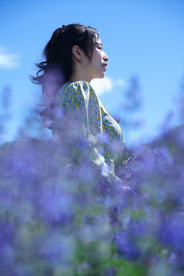 新都橋嘅薰衣草開花啦，夏日限定嘅浪漫紫色花海！