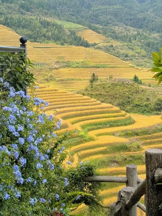 Life advice: In 2025, you must visit the Longji Rice Terraces to see the waves of wheat blowing in the wind