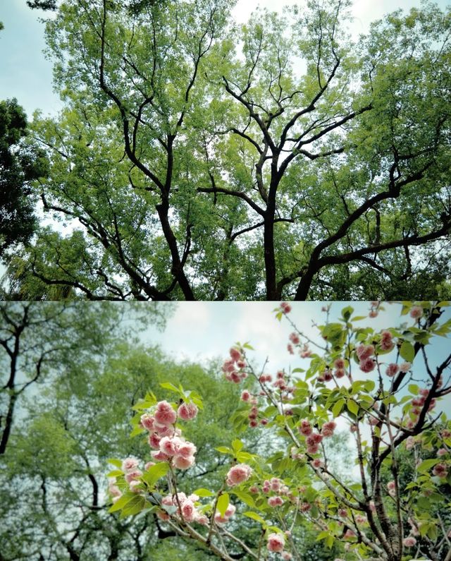 鬧中取靜,獨樹一幟的園林之光 鬧中取靜,獨樹一幟的園林之光