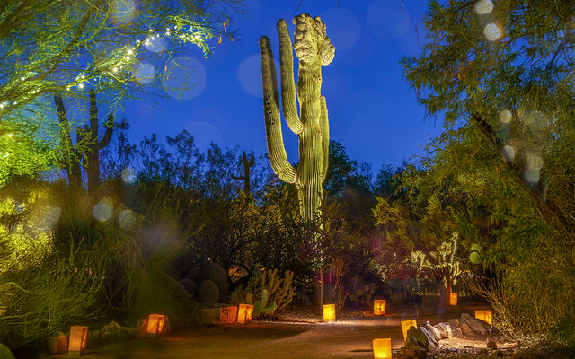 沙漠植物園奇幻的「燈籠之夜」