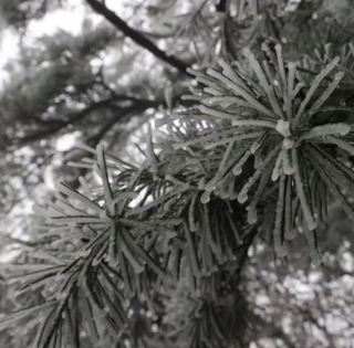 Yao Mountain Rime Wonder, First Appearance of a Silver Coat