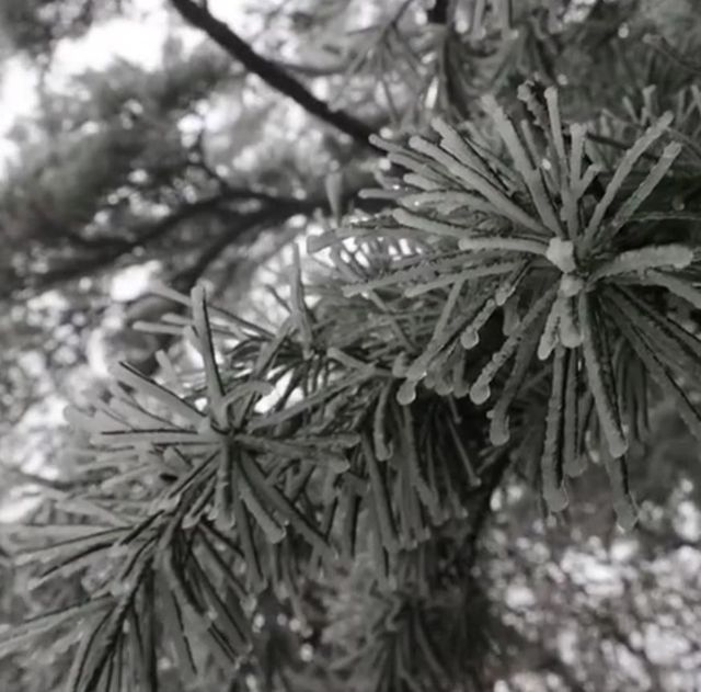 堯山霧淞奇觀，首現銀裝素裹