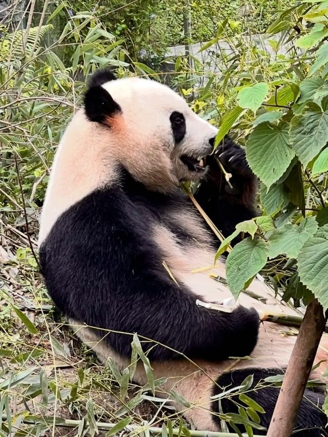 與閨蜜共赴熊貓谷，解鎖國寶奇遇，開啟一場浪漫旅行