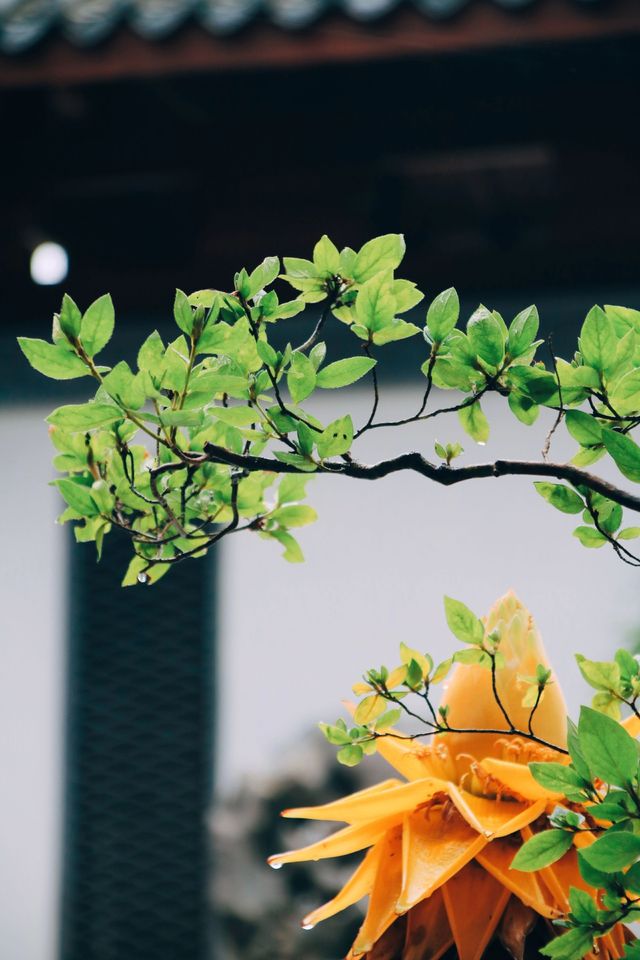 #古建築之美 #莆田打卡 #徽派建築 #莆田 涵江梧塘泉林寺——一座歷史悠久的佛教寺院，其始建於唐代