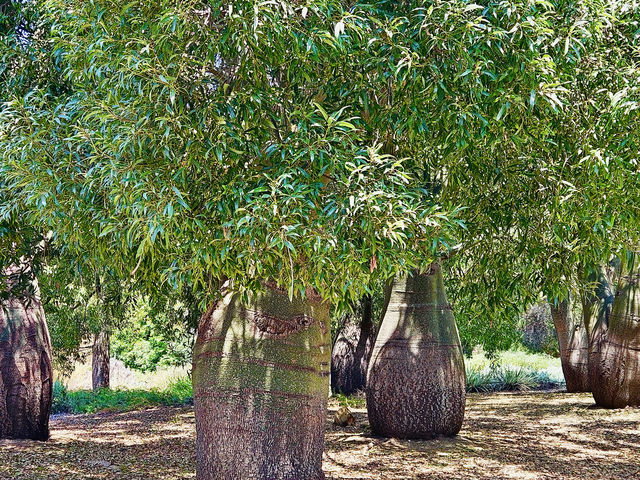 洛杉磯植物園 孔雀園 蓋蒂中心 天文台