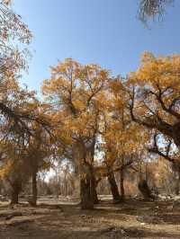 新疆胡楊林秘境解鎖