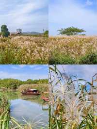 11月的下渚湖，是秋天最治癒的打開方式！