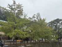 11月7日南雄帽子峰銀杏葉實拍