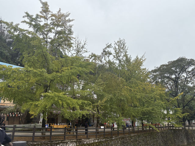 11月7日南雄帽子峰銀杏葉實拍