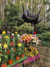 曲水園的菊花展已經幫你們看過了