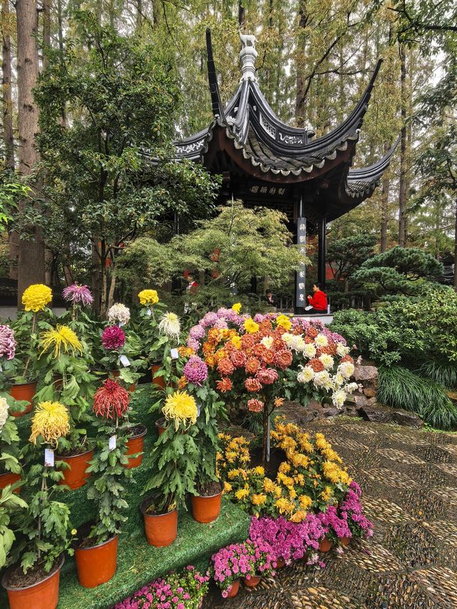 曲水園的菊花展已經幫你們看過了 曲水園的菊花展已經幫你們看過了