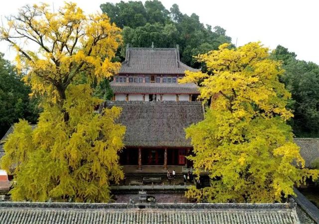 秋日裡綻放的金黃