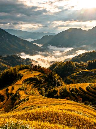 พิเศษเฉพาะฤดูใบไม้ร่วง! ช่วงเวลาพระอาทิตย์ขึ้นอันแสนงดงามที่ทะเลหมอกซัดสาดเหนือคลื่นข้าว!