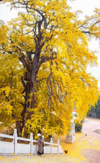 Ginkgo Waterfall, Mountains Covered with Red Leaves: A Lesser-Known Autumn Viewing Route Around Zhengzhou