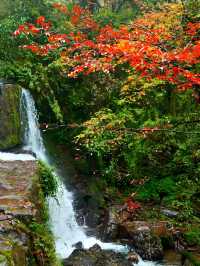 不用塞川西！成都3h直達的油畫彩林秘境