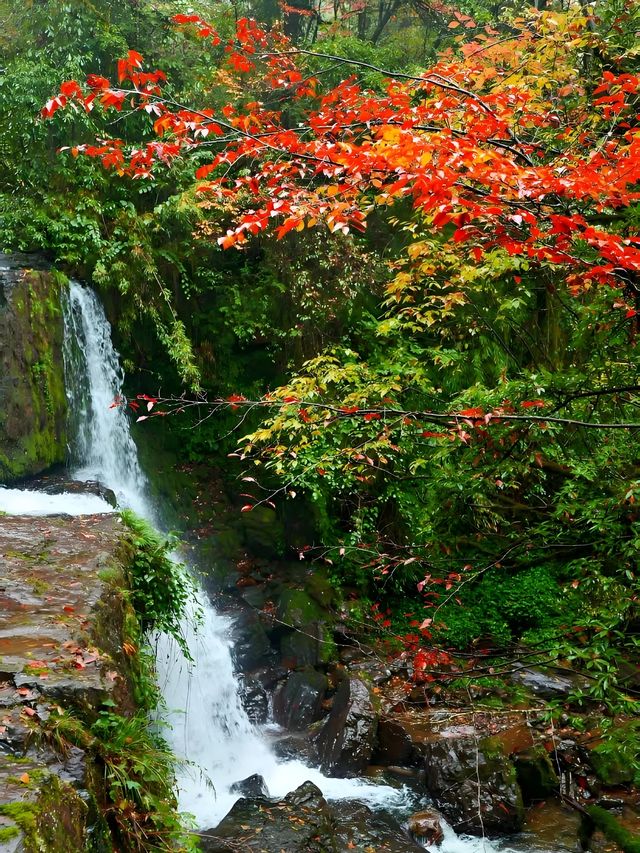 不用塞川西！成都3h直達的油畫彩林秘境