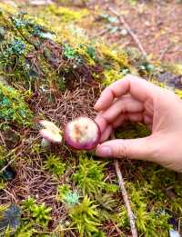 在神仙居住的地方彩林徒步撿菌子🟫 神木壘藏語裡意為「神仙玩耍的地方」 這裡海拔2300-4