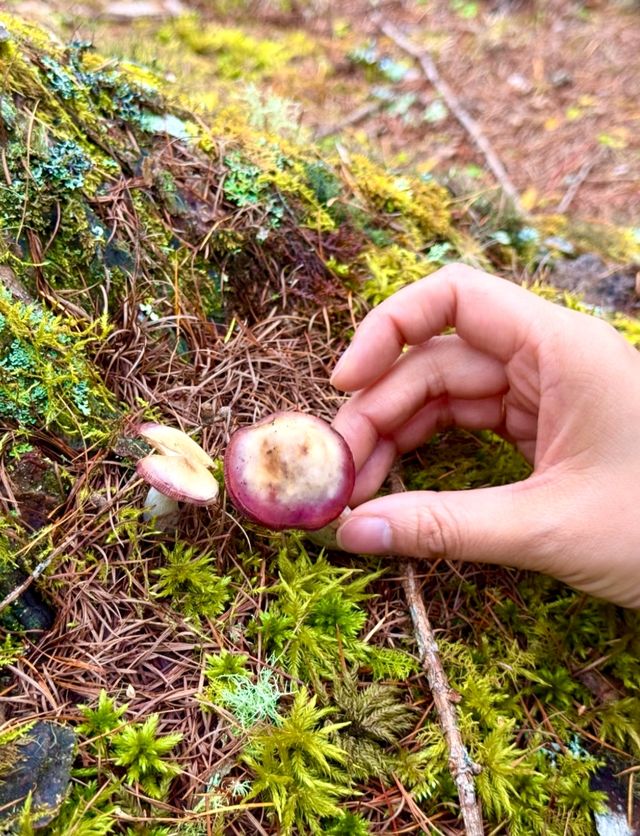 在神仙居住的地方彩林徒步撿菌子🟫 神木壘藏語裡意為「神仙玩耍的地方」 這裡海拔2300-4
