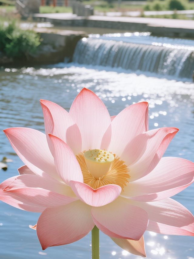 帶娃去沙漠不踩雷！響沙灣蓮花酒店全攻略