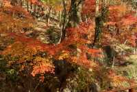 11月賞楓預警人少車少的紅葉秘境首公開！