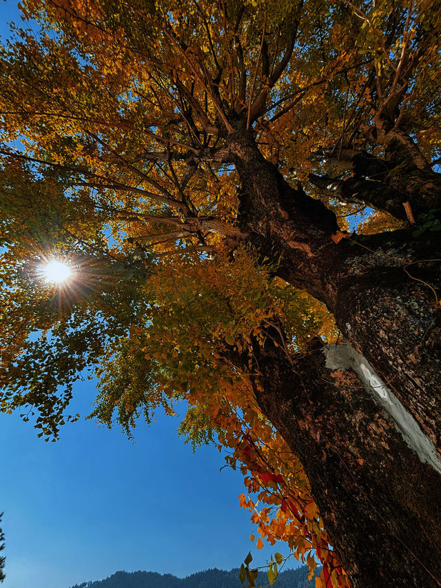 人少!景美!秋季來衡山到這才能值回票價 人少!景美!秋季來衡山到這才能值回票價