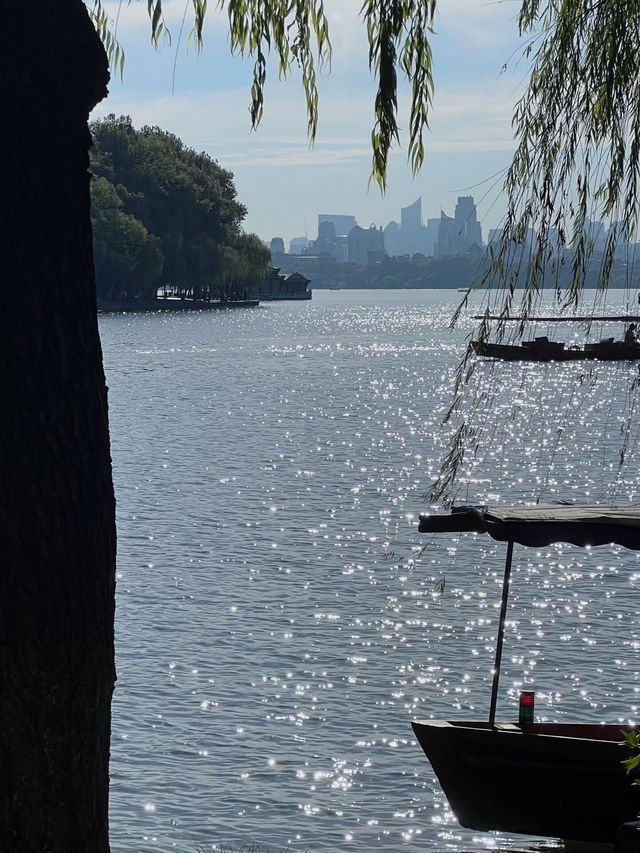 西湖隱世古樹治癒指南