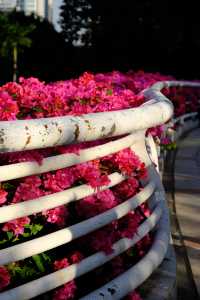 廣州冬日限定|全城最美的粉紅色三角梅花海打卡點