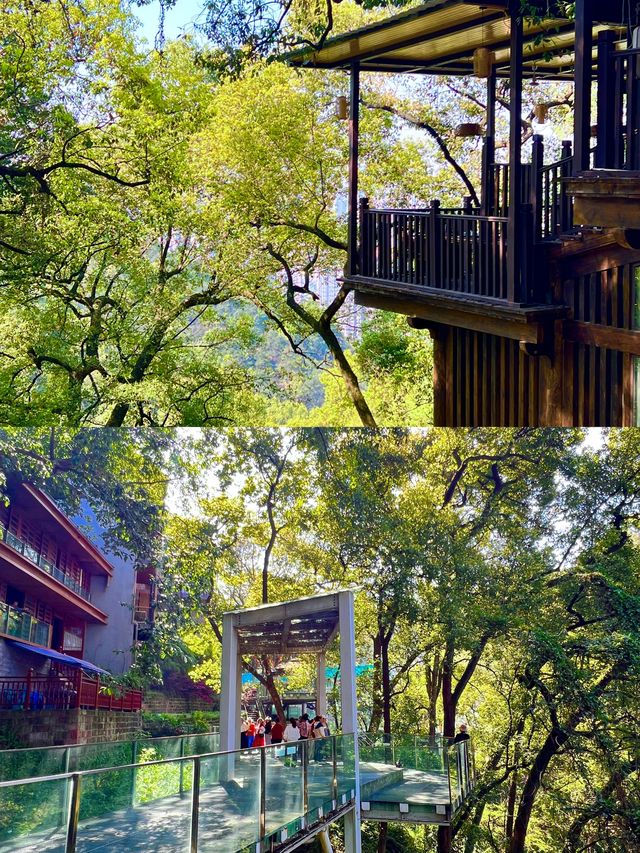 重慶秋冬citywalk天花板黃葛古道全下坡攻略！