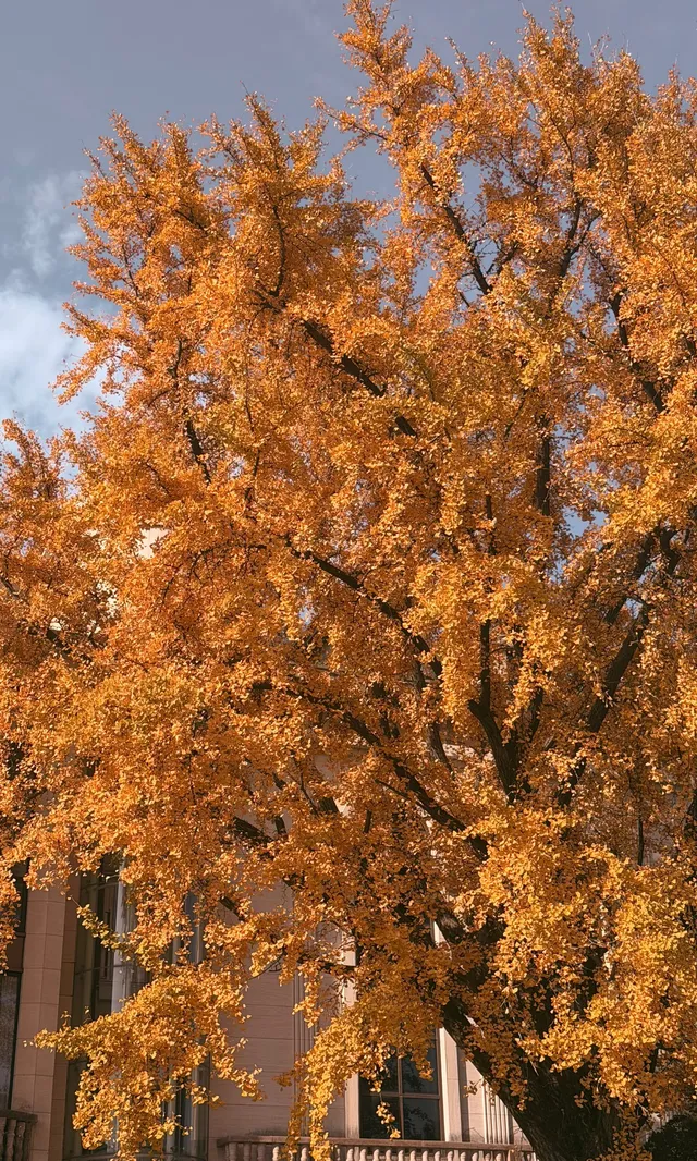 全屏打開莫干山的秋實況也太美了 全屏打開莫干山的秋實況也太美了