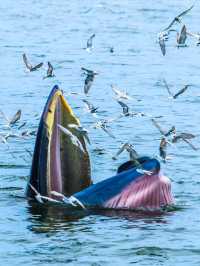 人生建議!11月-3月一定要帶娃去桂西南