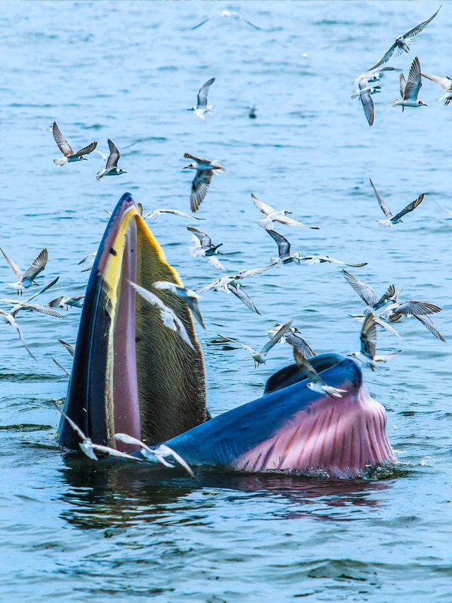 人生建議!11月-3月一定要帶娃去桂西南 人生建議!11月-3月一定要帶娃去桂西南