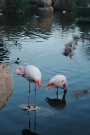 瓦倫西亞轉機4小時速通歐洲最大海洋館