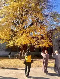 南昌周邊|九江雲居山的千年銀杏 滿樹金黃