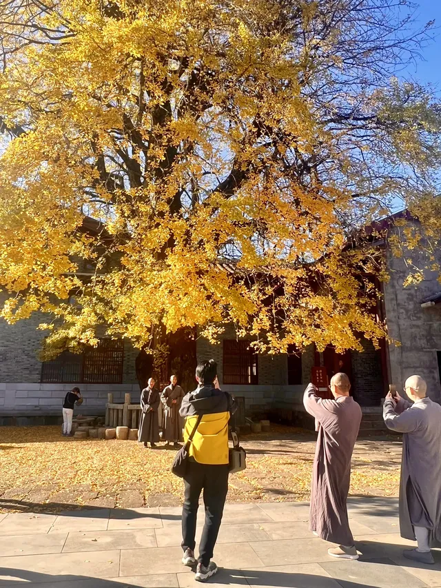 南昌周邊|九江雲居山的千年銀杏 滿樹金黃 南昌周邊|九江雲居山的千年銀杏 滿樹金黃