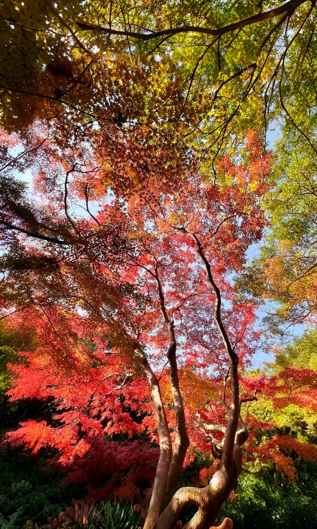 嶽麓山懶人一日遊攻略（超詳細版）
