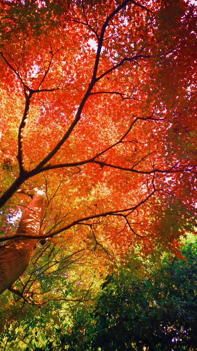 Yunlan Bay's autumn romance, with red maples and ginkgo trees decorating the hot spring resort