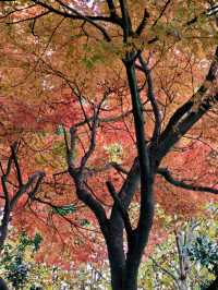 12月初實探｜無錫惠山古鎮，邂逅一場盛大的江南深秋