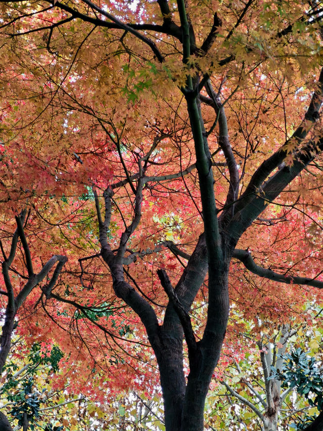 12月初實探｜無錫惠山古鎮，邂逅一場盛大的江南深秋