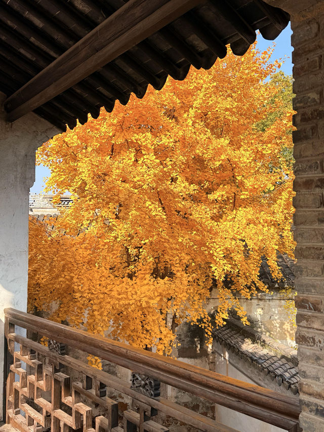 12月初實探｜無錫惠山古鎮，邂逅一場盛大的江南深秋