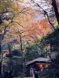 箕面公園|紅葉|箕面の滝