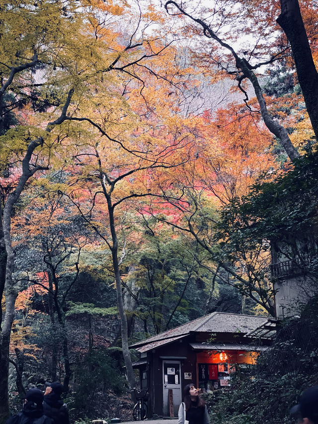 箕面公園|紅葉|箕面の滝 箕面公園|紅葉|箕面の滝